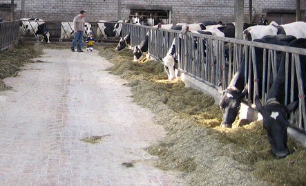 Das Holstein Rind