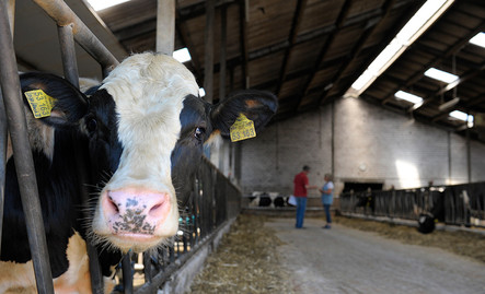 Zuchtbullen Holstein Rinder